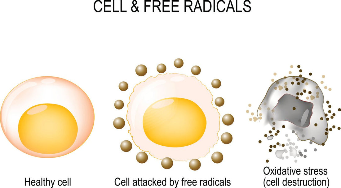 Cell Free Radicals graphic, illustrating the cell destruction from free radicals.