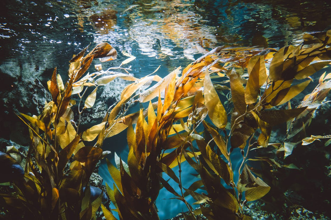 Brown sea algae underwater.