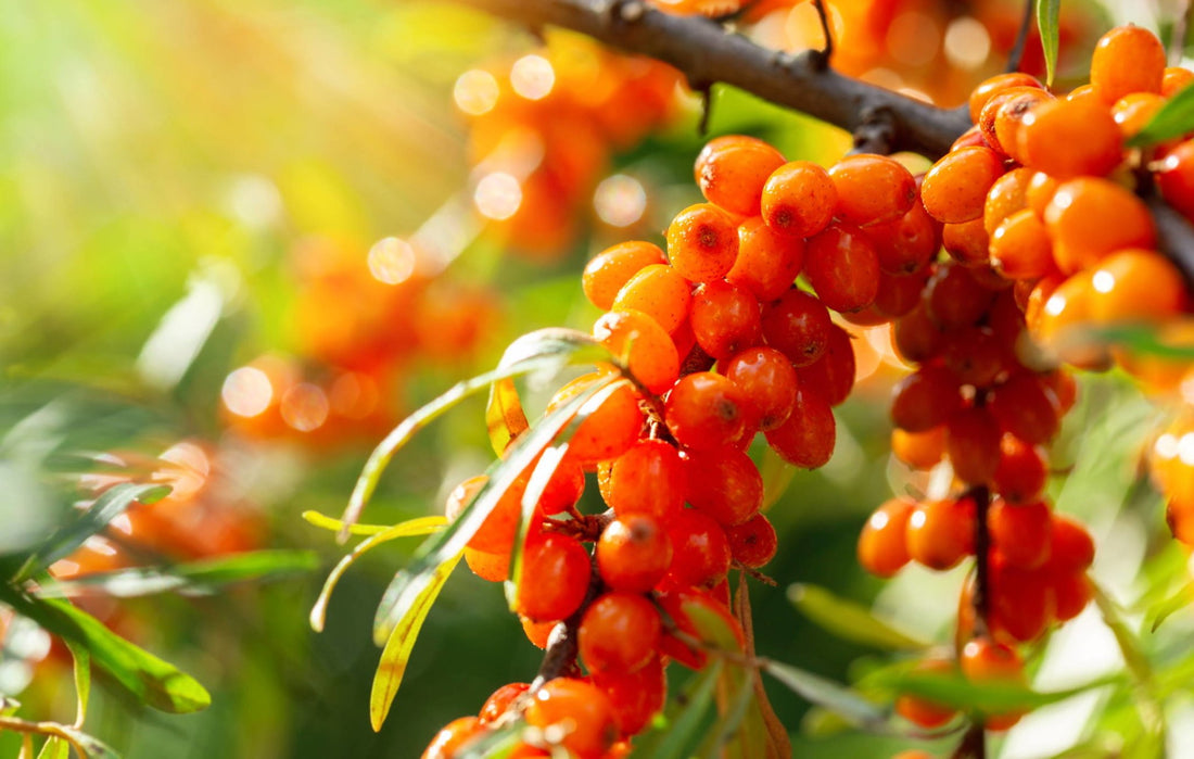 Close up of a buckthorn berry plant.